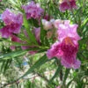 Bubba Jones Desert Willow -Geen Shop Desert WIllow Bubba Jones 600x600 9de1b822 2424 4f97 a985 f3b40afded90