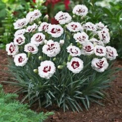 Scent First® Coconut Surprise Dianthus -Geen Shop Dianthus Coconut Sundae 1