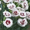 Scent First® Coconut Surprise Dianthus -Geen Shop Dianthus Coconut Sundae BB 600x600 0ea39be3 81dc 478f a531 c314d8632d02
