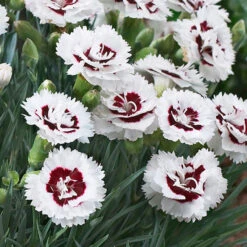 Scent First® Coconut Surprise Dianthus