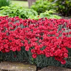 Fruit Punch® ‘Maraschino’ Dianthus 7 Fruit Punch® ‘Maraschino’ Dianthus -Geen Shop Dianthus Fruit Punch 2