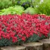 Fruit Punch® ‘Maraschino’ Dianthus -Geen Shop Dianthus Fruit Punch BB 600x600 fc874a25 35c5 443d a10c ca9d74c219d0