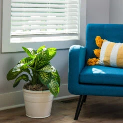 Tropic Snow Plant -Geen Shop Dieffenbachia Tropic Snow 3