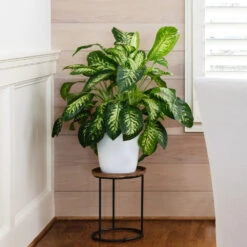 Tropic Snow Plant -Geen Shop Dieffenbachia Tropic Snow 4 BB