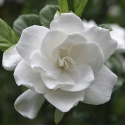 Double Blooming Gardenia Tree -Geen Shop Double Blooming Gardenia 3 BB