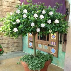 Double Blooming Gardenia Tree -Geen Shop Double Blooming Gardenia Tree 2 BB