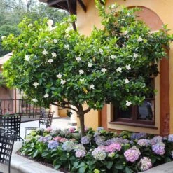 Double Blooming Gardenia Tree -Geen Shop Double Blooming Gardenia Tree 6