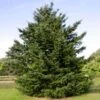 Douglas Fir Tree 1 Douglas Fir Tree -Geen Shop Douglas Fir BB 600x600 d0461534 55c2 4ec8 953f 373ad9df2754