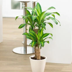 Dracaena Corn Plant -Geen Shop Dracaena Corn FGT