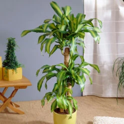 Best Seller -Geen Shop Dracaena Corn Plant BB