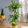 Dracaena Corn Plant 2 Dracaena Corn Plant -Geen Shop Dracaena Corn Plant BB 600x600 a5c5ec3c 335d 4191 b334 b6153eb82ef6