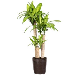 Dracaena Corn Plant -Geen Shop Dracaena Corn Plant delilah brown pot 4be38246 9efc 4633 a2d8 7e2aa54c6592