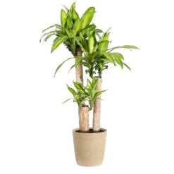 Dracaena Corn Plant -Geen Shop Dracaena Corn Plant delilah tan pot