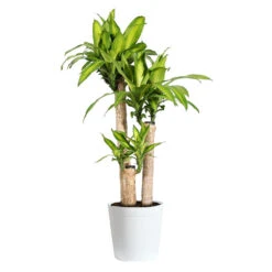 Dracaena Corn Plant -Geen Shop Dracaena Corn Plant delilah white pot