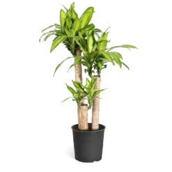 Dracaena Corn Plant -Geen Shop Dracaena Corn Plant standard pot