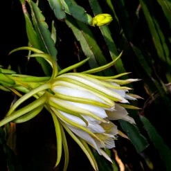 Dragon Fruit Cactus -Geen Shop Dragon Fruit Cactus 5 BB