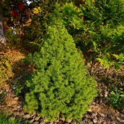 Dwarf Alberta Spruce Tree -Geen Shop Dwarf ALberta ALberta Spruce 2 BB