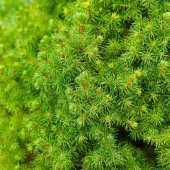 Dwarf Alberta Spruce Tree -Geen Shop Dwarf ALberta ALberta Spruce 6