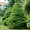 Dwarf Alberta Spruce Tree -Geen Shop Dwarf ALberta ALberta Spruce 600x600 BB