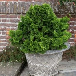 Dwarf Hinoki Cypress Shrub 9 Dwarf Hinoki Cypress Shrub -Geen Shop Dwarf Hinoki Cypress 2