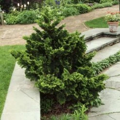 Dwarf Hinoki Cypress Shrub 8 Dwarf Hinoki Cypress Shrub -Geen Shop Dwarf Hinoki Cypress 3