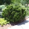 Dwarf Hinoki Cypress Shrub -Geen Shop Dwarf Hinoki Cypress BB 600x600 09023970 41af 4887 898c b2ad8388ef8b