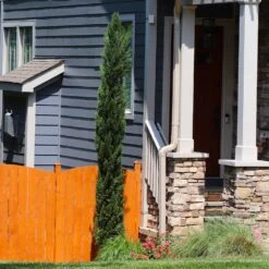 Dwarf Italian Cypress Tree 9 Dwarf Italian Cypress Tree -Geen Shop Dwarf Italian Cypress 3