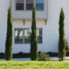 Dwarf Italian Cypress Tree -Geen Shop Dwarf Italian Cypress 600x600 9ef13cb2 6e6b 4ec7 bc87 ae69a399a971