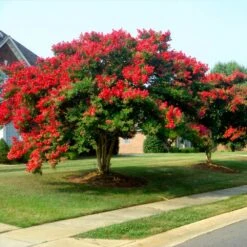 Dynamite Crape Myrtle Tree -Geen Shop Dynamite Crape Myrtle 1 BB