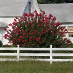Dynamite Crape Myrtle Tree -Geen Shop Dynamite Crape Myrtle 3 BB
