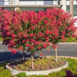Dynamite Crape Myrtle Tree -Geen Shop Dynamite Crape Myrtle single trunk