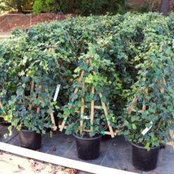 English Ivy 13 English Ivy -Geen Shop ENglishIvy1