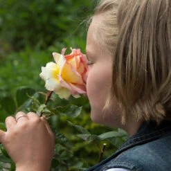 Euphoria® Rose Shrub 9 Euphoria® Rose Shrub -Geen Shop EUphoria Rose Tree 1