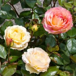 Euphoria® Rose Shrub 11 Euphoria® Rose Shrub -Geen Shop EUphoria Rose Tree 4