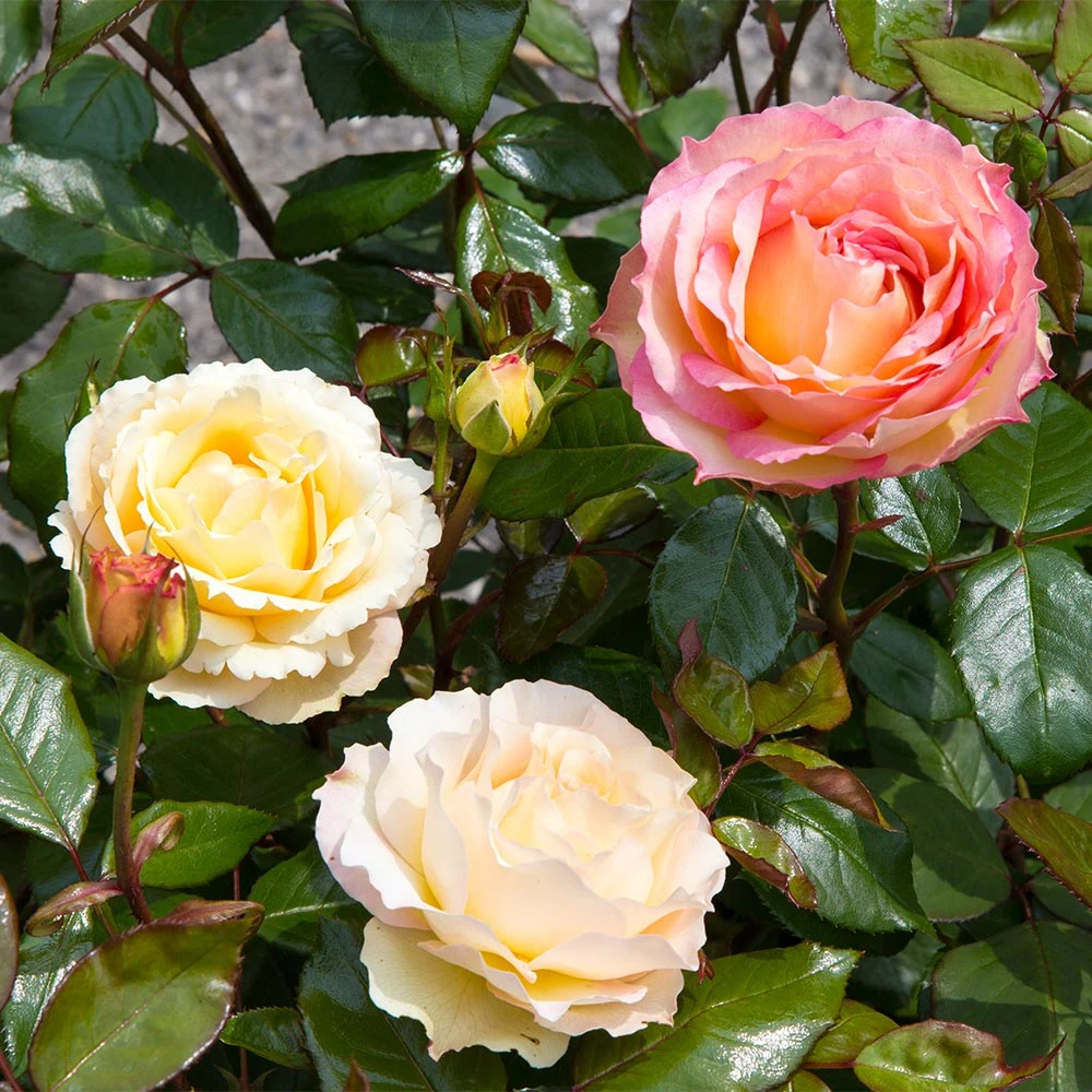 Euphoria® Rose Shrub 7 Euphoria® Rose Shrub - Image 5