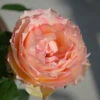 Euphoria® Rose Shrub 1 Euphoria® Rose Shrub -Geen Shop EUphoria Rose Tree BB 600x600 3d4d7355 ee52 4f65 818e a3e83b7de99f