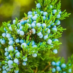 Eastern Red Cedar Tree -Geen Shop Eastern Red Cedar 1 BB