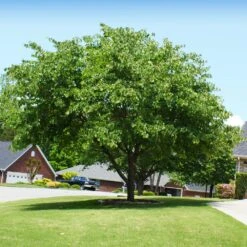 Eastern Redbud Tree -Geen Shop Eastern Redbud 6 9e777992 62bc 41d8 ad38 c35f2abbb1b0