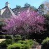 Eastern Redbud Tree -Geen Shop Eastern Redbud BB 600x600 1fb08bdf b69a 434e a1e9 42d804b165e0