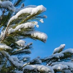 Eastern White Pine Tree -Geen Shop Eastern White pine 2 BB