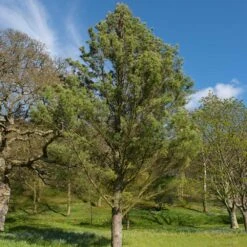 Eastern White Pine Tree -Geen Shop Eastern White pine 7 BB