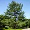 Eastern White Pine Tree -Geen Shop Eastern White pine BB 600x600 1940dd6b a2b5 463e ac2f c5a5cc240626