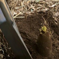 Edible Bamboo Plant -Geen Shop Edible Bamboo 1 BB