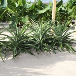 Elite Gold Pineapple Plant -Geen Shop Elite GOld Pineapple 1