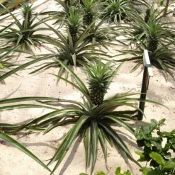 Elite Gold Pineapple Plant -Geen Shop Elite GOld Pineapple 2
