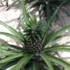 Elite Gold Pineapple Plant 1 Elite Gold Pineapple Plant -Geen Shop Elite GOld Pineapple BB 600x600 53a77f55 2348 490b 9c62 961e7a1d4906