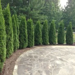 Emerald Green Thuja Tree -Geen Shop Emeral Green Arborvitae 1 BB