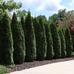Emerald Green Thuja Tree -Geen Shop Emeral Green Arborvitae 7 BB
