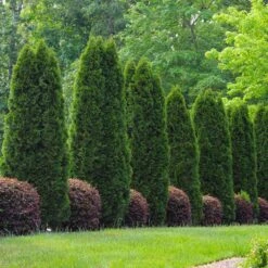 Emerald Green Thuja Tree -Geen Shop Emeral Green Arborvitae 8 BB