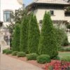 Emerald Green Thuja Tree -Geen Shop Emeral Green Arborvitae BB 600x600 3d73b82d de13 4c32 9fe2 a523e3f631b1